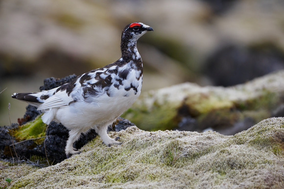 Alpenschneehuhn