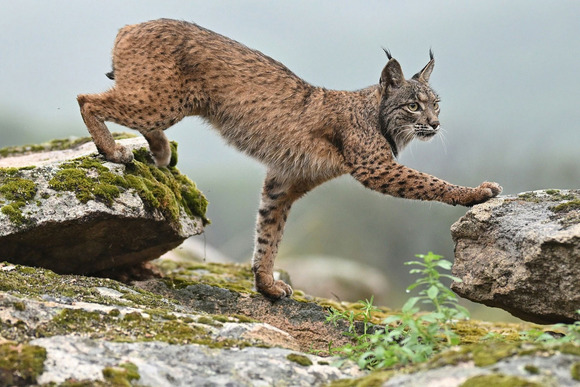 Jean-Philippe Maurer - Iberischer Luchs Sierra de Andujar