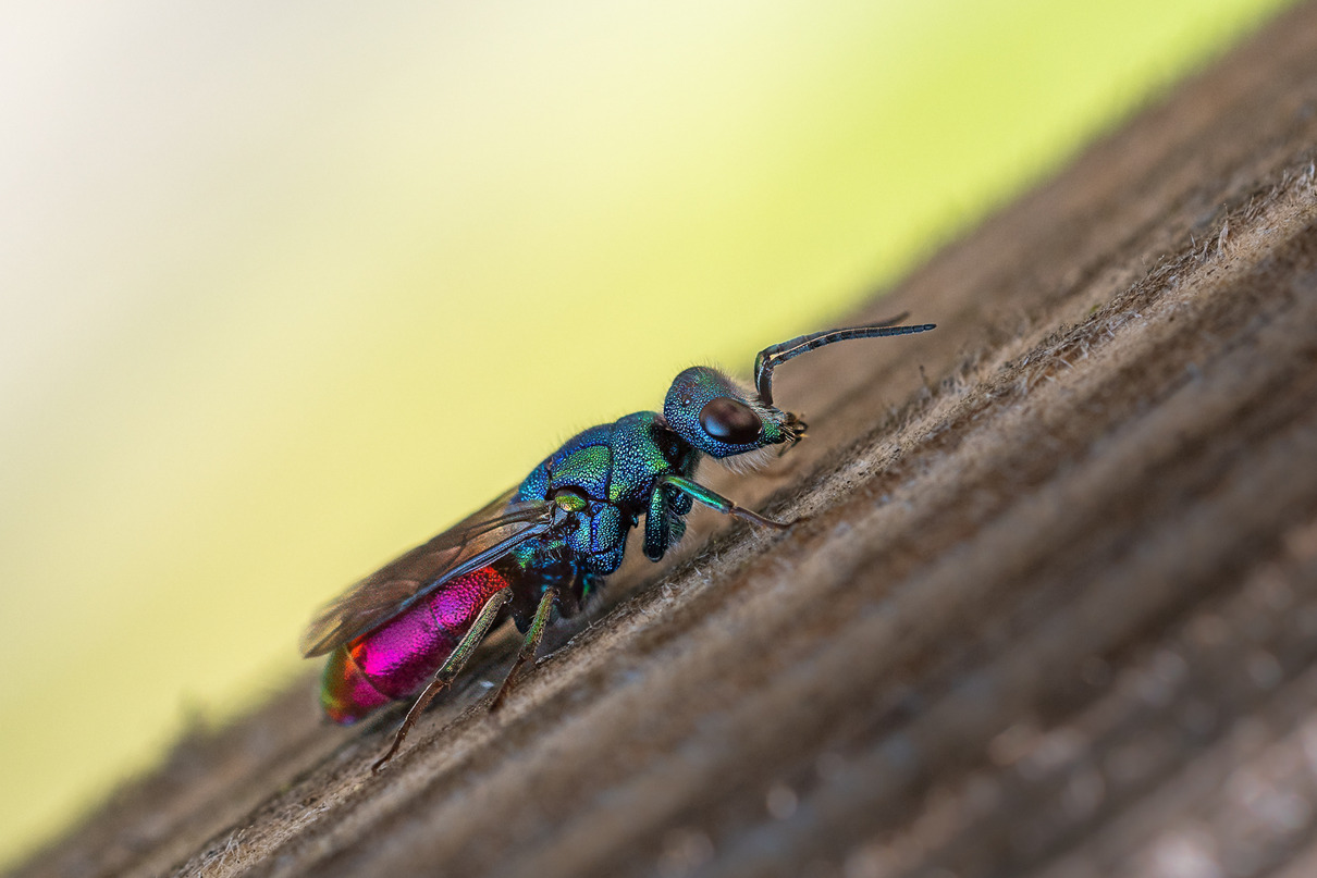 Hans Peter Dieringer