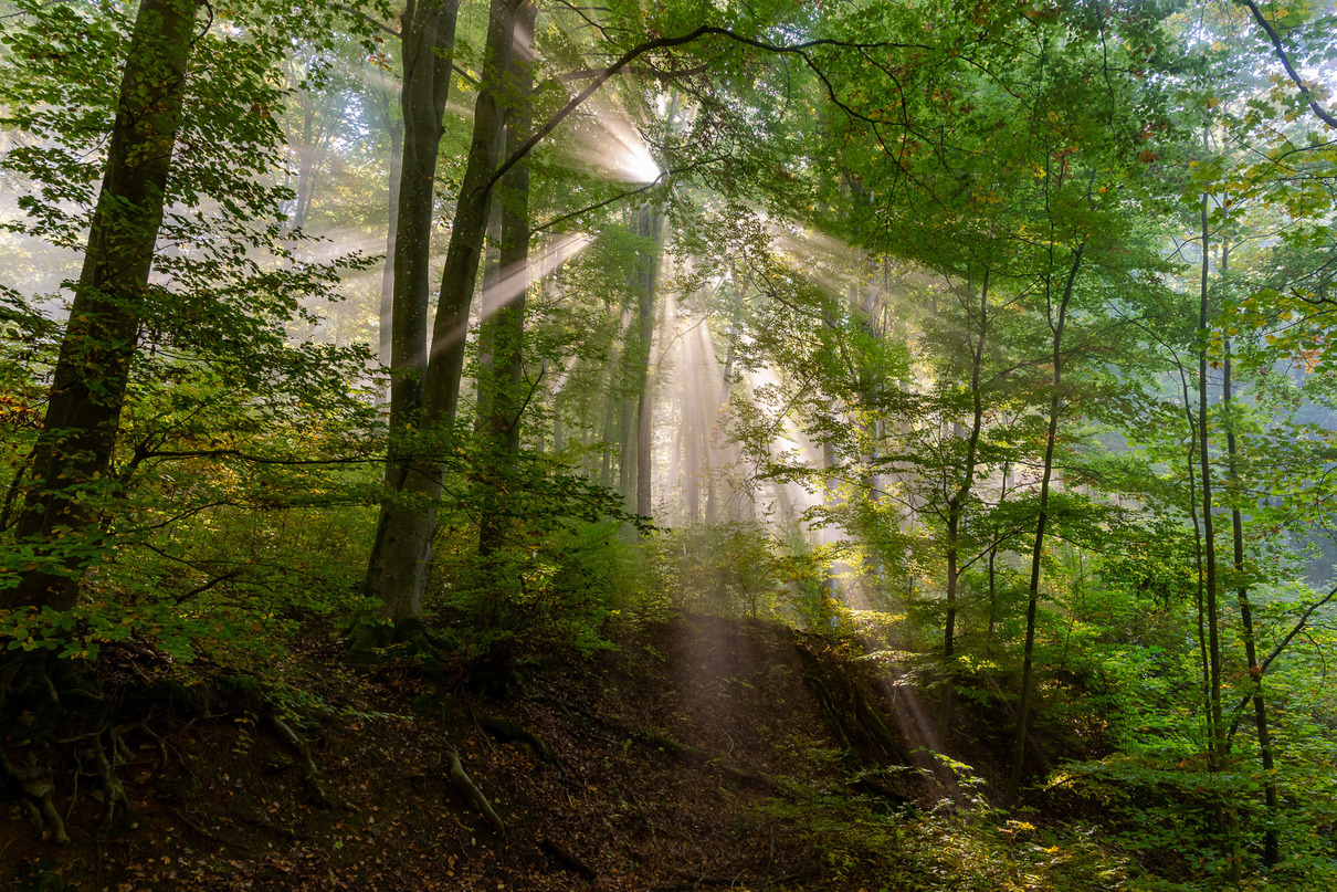 Hans Peter Dieringer