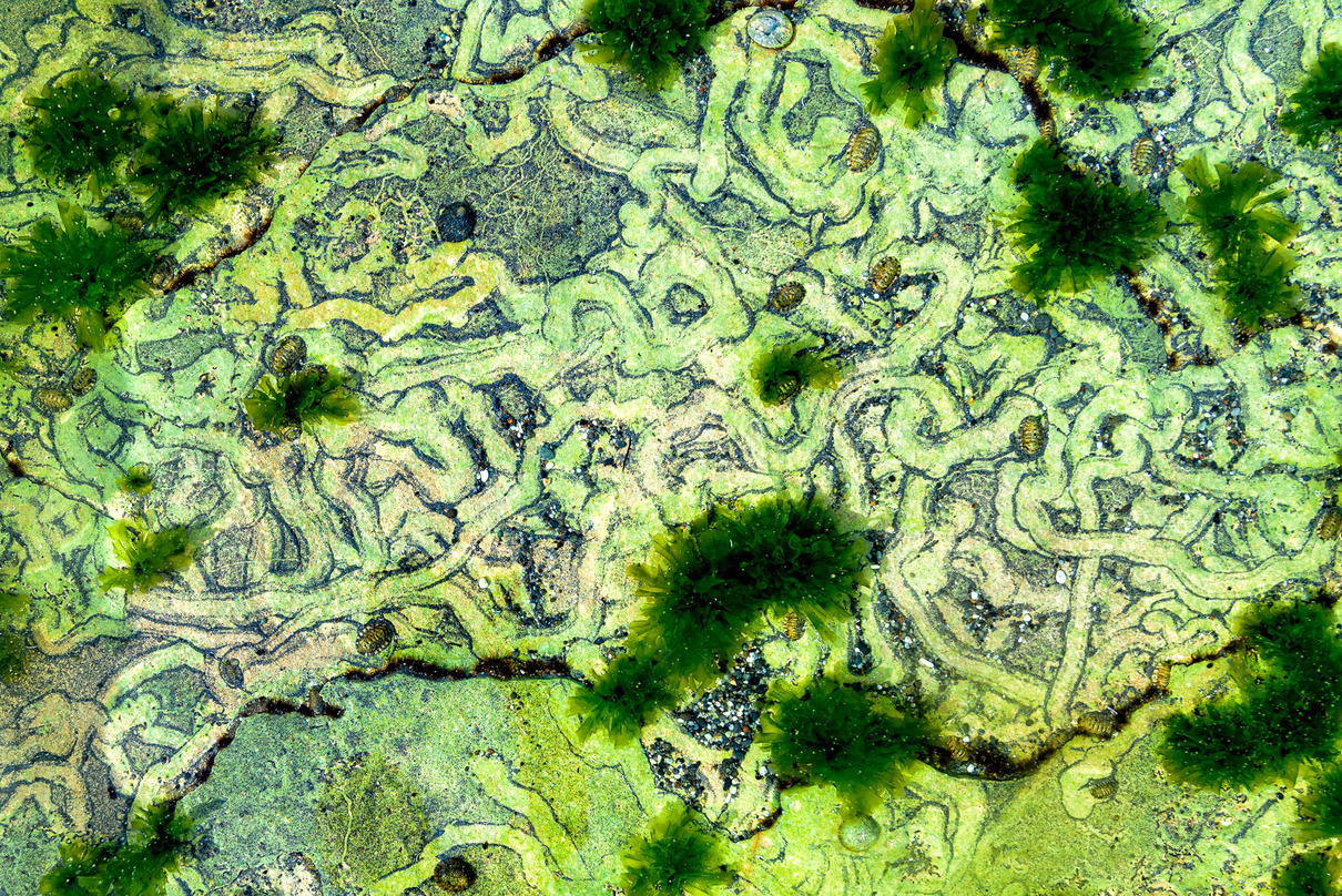 Hans Peter Dieringer